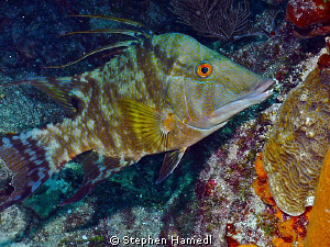 Hog Snapper by Stephen Hamedl 